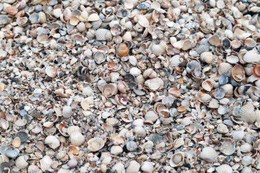 Deniz kabuğu plajı. Deniz kabuğu arkaplan dokusu