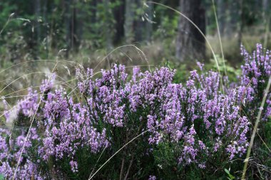 Mor çiçekler. Heather yaz ormanında çiçek açıyor.