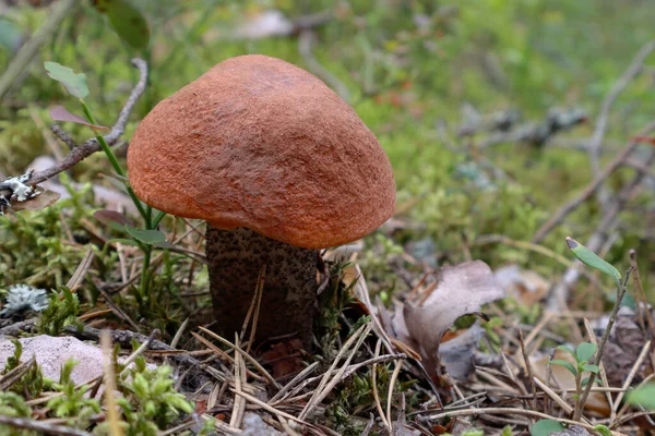Boletus edible mushroom in autumn forest