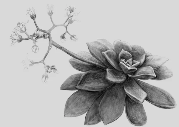 Illustration Succulent Blooming Hand Drawing Graphite Pencil Sketch Plant Monochrome — Stock Photo, Image