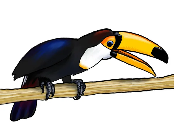 Oiseau Exotique Tropical Toucan Assis Sur Branche Avec Illustration Bec — Photo