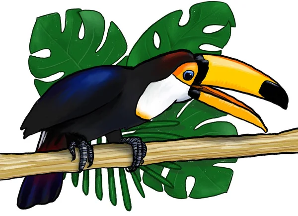 Oiseau Exotique Tropical Toucan Avec Fond Monstère Feuilles Palmier Assis — Photo