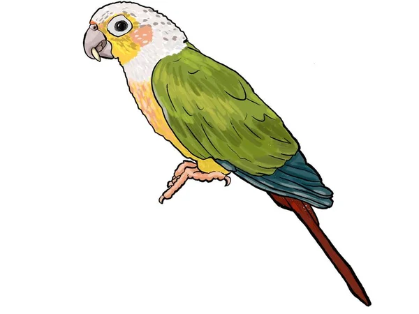 Parrot tropical exotic bird sitting illustration — Stock Photo, Image