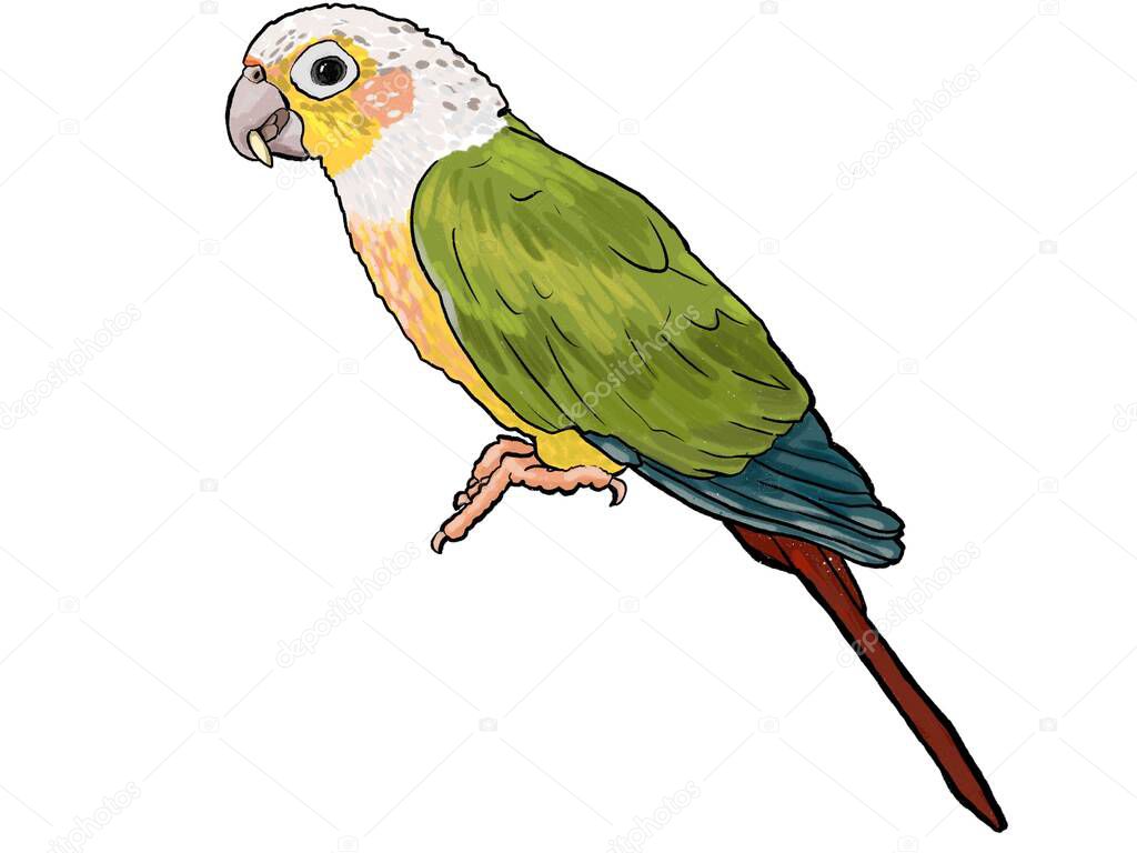 Parrot tropical exotic bird sitting illustration