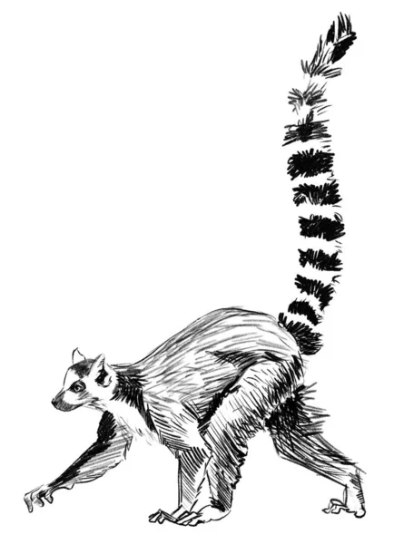 Pensil Sketch Lemur, Madame gascar — Stok Foto