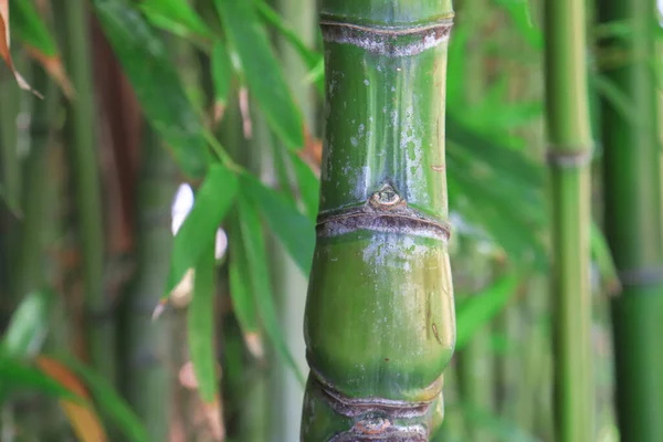 竹林，竹茎近缘，亚洲自然 — 图库照片
