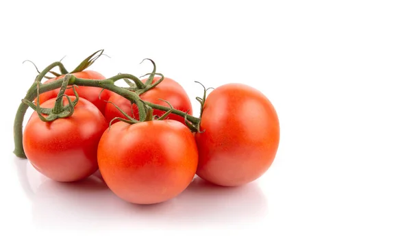 Reife Tomaten Weinstock Weißer Isolierter Hintergrund Nahaufnahme — Stockfoto