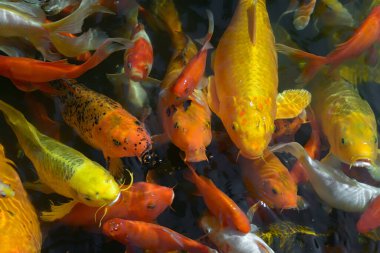 Japon balıklı ya da Japon balıklı sazan balığı, Nishikigoi, Cyprinus carpio haematopterus gölette, koi balığına yakın çekim. Japonya. Sulu renkler. Makro.