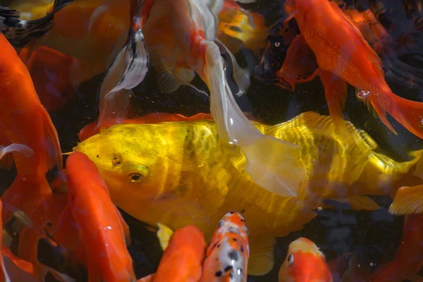 Пруд Золотой Рыбой Золотым Карпом Японски Рыба Кои Nishikigoi Cyprinus — стоковое фото