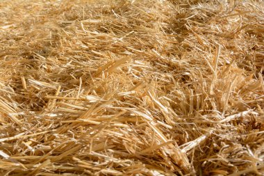 Kuru çim biçme çubuğu yakın plan, soyut arkaplan, bulanık, makro