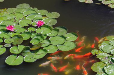 Japon balıklı ya da Japon balıklı sazan balığı, Nishikigoi, Cyprinus carpio haematopterus gölette, koi balığına yakın çekim. Japonya. Sulu renkler. Makro.