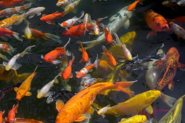 Japon balıklı ya da Japon balıklı sazan balığı, Nishikigoi, Cyprinus carpio haematopterus gölette, koi balığına yakın çekim. Bulanık, seçici odaklanma