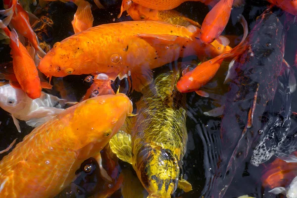 Пруд с золотой рыбой или золотым карпом по-японски - рыба кои, Nishikigoi, Cyprinus carpio haematopterus в пруду, крупный план рыбы кои. Япония. — стоковое фото