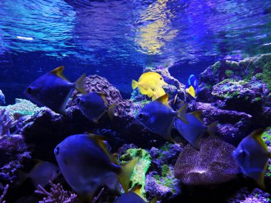 sarı ve mavi akvaryum balığı