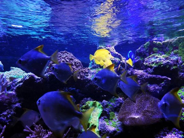 Poissons Aquarium Jaunes Bleus — Photo