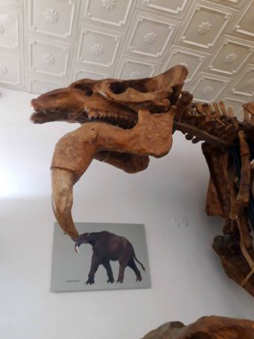 Mamut iskeleti, fil, fosil.