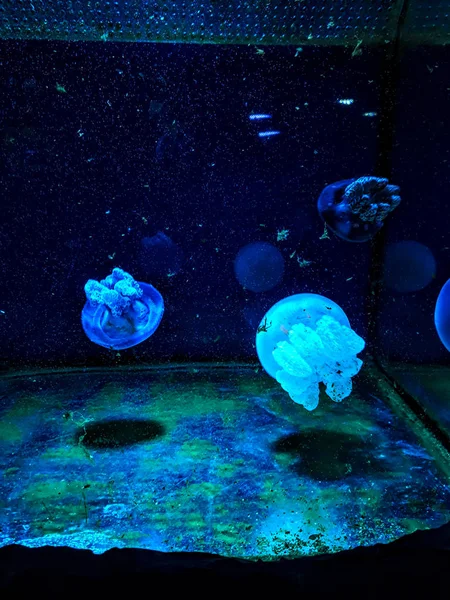 Nombreuses Méduses Transparentes Dans Aquarium — Photo