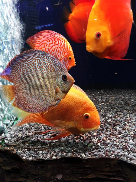 Poisson Orange Plat Dans Aquarium — Photo