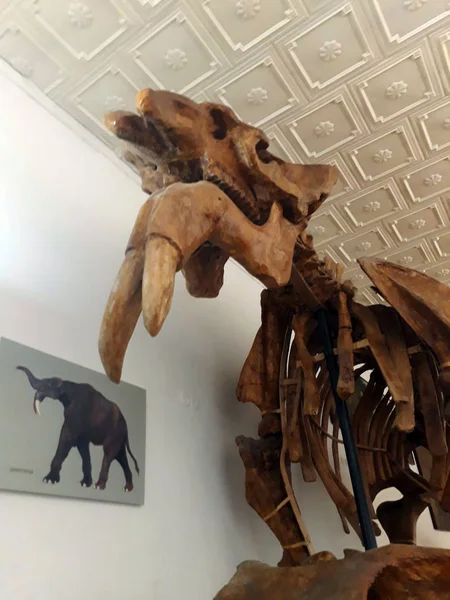 Skeleton Mammoth Elephant Fossils — Stock Photo, Image