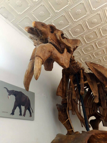 skeleton of mammoth, elephant, fossils