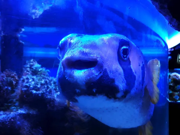 Poissons Heureux Dans Aquarium — Photo