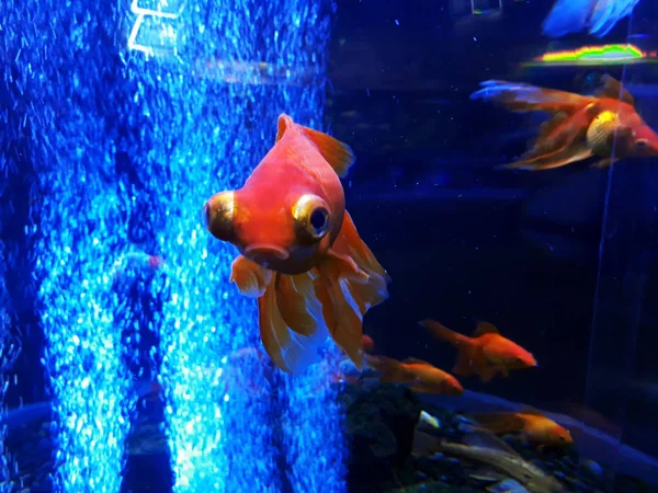 Poisson Rouge Dans Aquarium — Photo