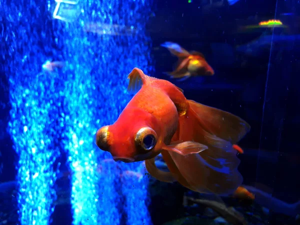 Ein Goldfisch Aquarium — Stockfoto