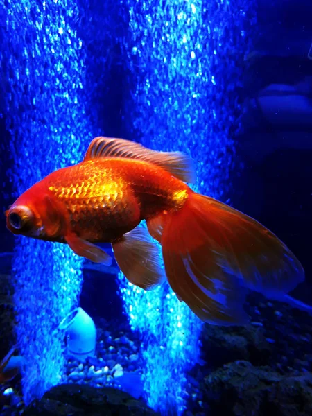 Guldfisk Ett Akvarium — Stockfoto