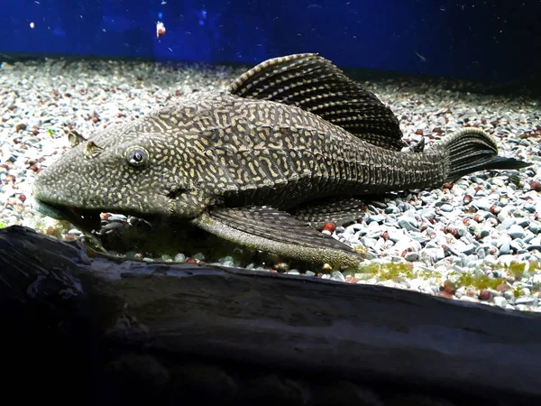 Gros Poissons Eau Salée Gris Dans Aquarium — Photo