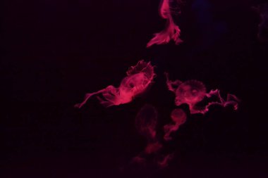 Medusa, neon denizanası, yaklaşın.