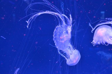 Medusa, neon denizanası, yaklaşın.