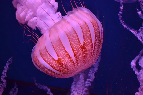 Medusa Medusas Neón Cerca — Foto de Stock