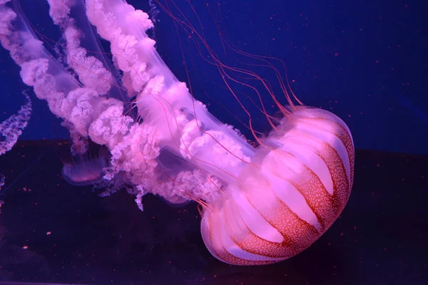 medusa, neon jellyfish close up