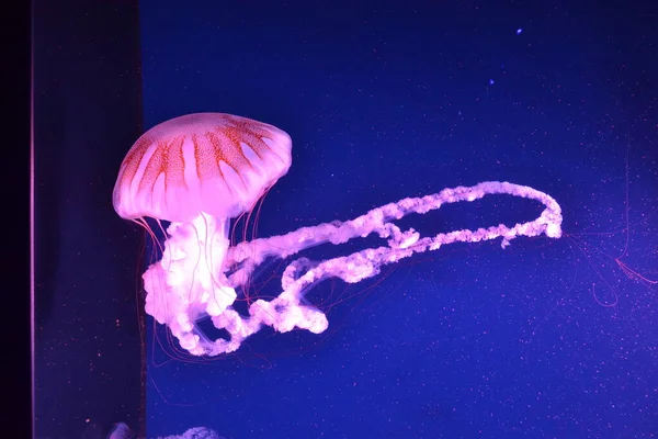 Medusa Neon Denizanası Yaklaşın — Stok fotoğraf
