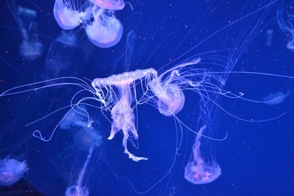 Medusa Medusas Neón Cerca — Foto de Stock