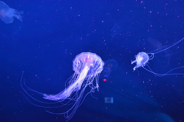 Medusa Neon Denizanası Yaklaşın — Stok fotoğraf