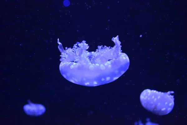 Medusa Neon Denizanası Yaklaşın — Stok fotoğraf