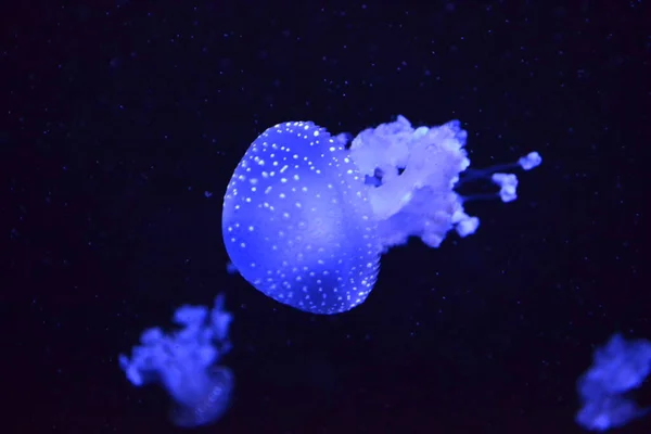 Medúza Neonové Medúzy Zblízka — Stock fotografie