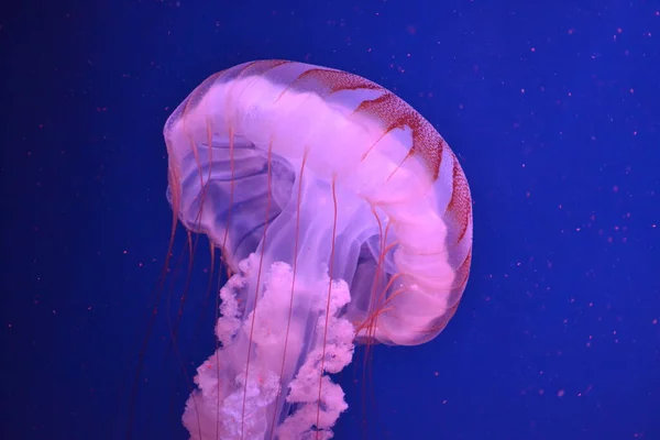 medusa, neon jellyfish close up