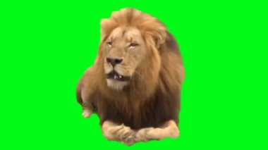 Yeşil Ekran Arkaplanındaki Aslan