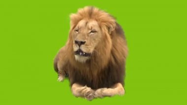 Yeşil Ekran Arkaplanındaki Aslan