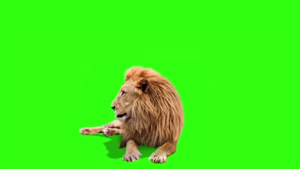 Yeşil Ekran Arkaplanındaki Aslan — Stok video