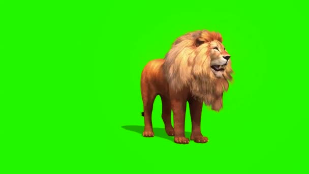 Lion Walking Green Screen — стоковое видео