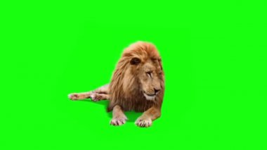 Gerçek Aslan Oturan Yeşil Ekran