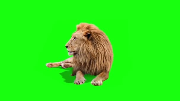 Real Lion Sitting Green Screen — Stock Video