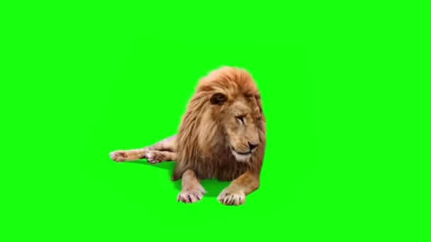 Real Lion Sitting Green Screen — Stock Video