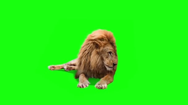 Tela Verde Sentada Real Leão — Vídeo de Stock