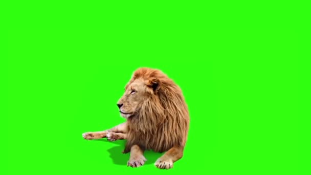Real Lion Sitting Green Screen — Stock Video