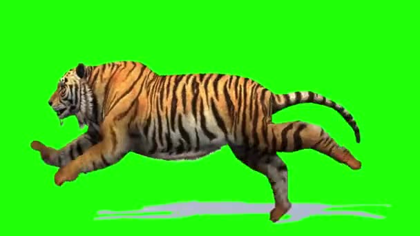 Tiger Läuft Green Screen Hintergrund — Stockvideo