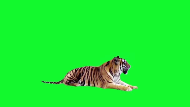 Tiger Sitting Green Screen Background — Stock Video